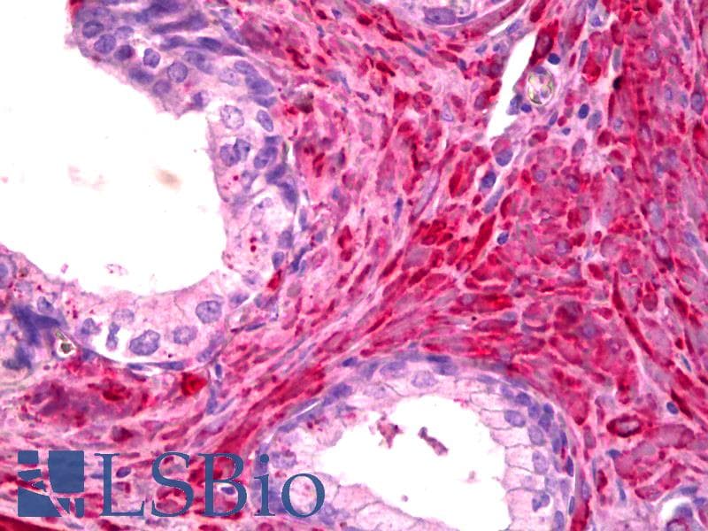 IHC-plus™ Monoclonal Mouse anti-Human Filamin Antibody (IHC, IF, WB)