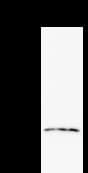 NUDT21 Antibody (clone 2203C3)