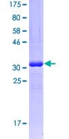 Human CFD / Factor D / Adipsin Protein (Recombinant GST, N-terminus)