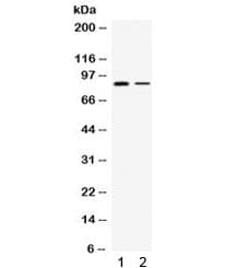 Polyclonal Rabbit anti-Human SMURF1 Antibody (WB)