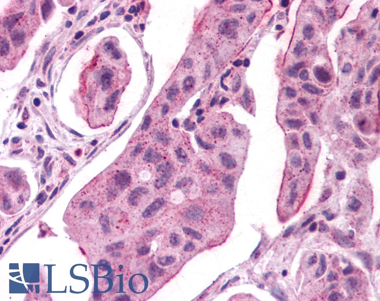 PathPlus™ GPER1 / GPR30 Antibody (N-Terminus)