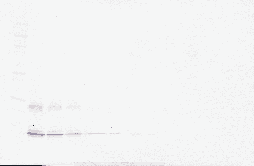 IL15 Antibody