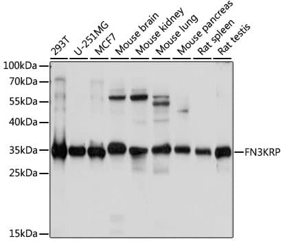 FN3KL / FN3KRP Antibody