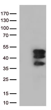 VGLL3 Antibody (clone OTI1C8, Carrier-free)