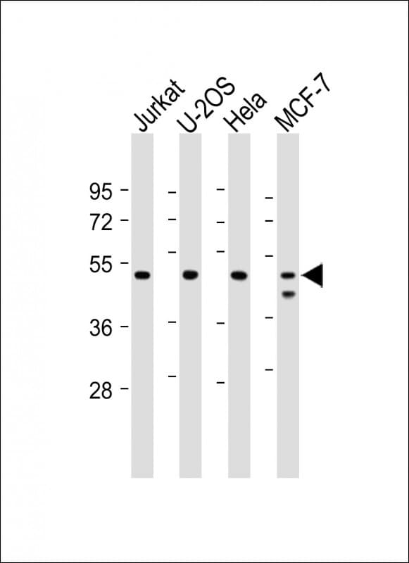 PSMC2 / RPT1 Antibody (clone 1851CT193.4.40)