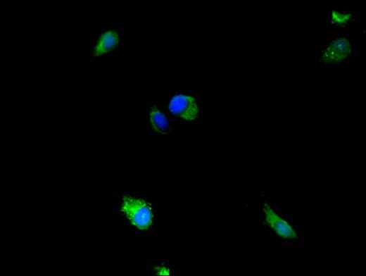 IHC-plus™ MAP2K5 / MEK5 Antibody