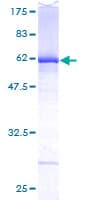 Human DEF6 Protein (Recombinant GST)