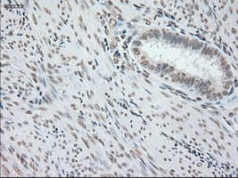 GFAP Antibody (clone OTI4D11)