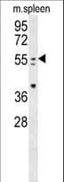 PathPlus™ PAX7 Antibody (aa410-437)