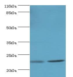RERG Antibody (aa1-199, FITC)