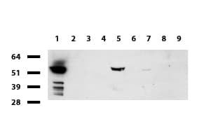 FTCD / 58K Golgi Protein Antibody (clone UMAB123)