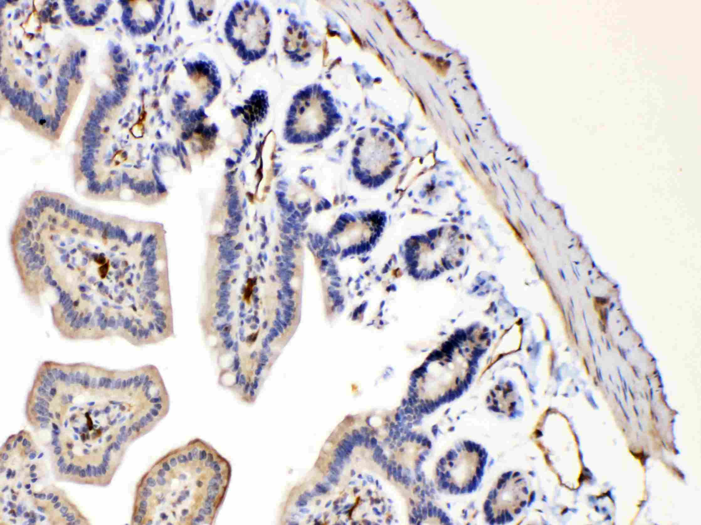 BAX Antibody