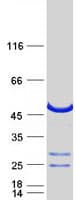 Human GRAB / RAB3IL1 Protein (Recombinant Myc-DDK (Flag))