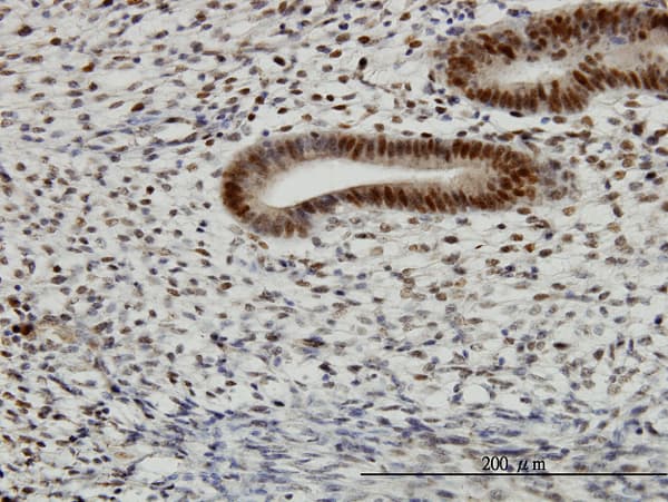 TFAP4 / AP-4 Antibody (clone 7A10)