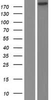 DNMBP / TUBA Protein (Over-Expression Lysate Myc-DDK (Flag))