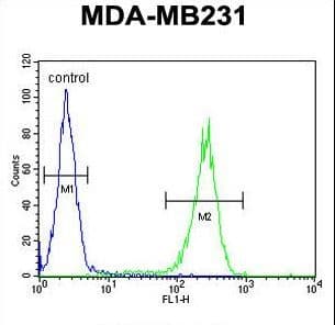 Polyclonal Rabbit anti-Human RAB11FIP2 / Rab11-FIP2 Antibody (aa345-374, IHC, WB)