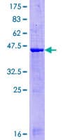 Human GATC Protein (Recombinant GST)