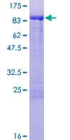 Human MGRN1 Protein (Recombinant GST)