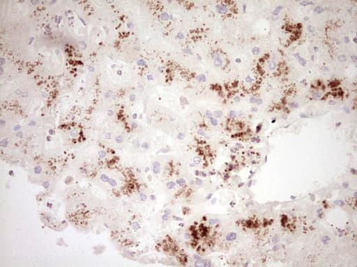 GLI4 Antibody (clone OTI2E8, Carrier-free)
