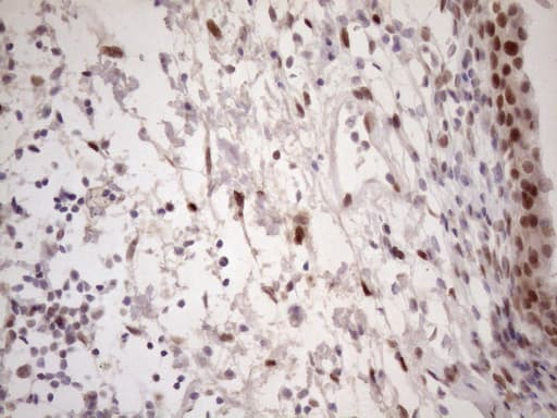 TCEAL1 Antibody (clone OTI2G10)