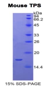 Mouse Tryptase Protein (Recombinant His)
