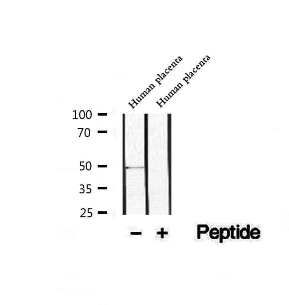 WIPI2 Antibody