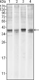 IHC-plus™ MCL1 / MCL 1 Antibody (clone 8C6D4B1)