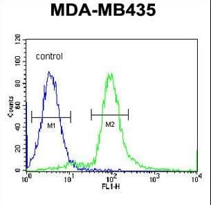 ARHGAP10 Antibody (aa237-263)