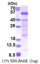 Human HSFY1 Protein (Recombinant His)