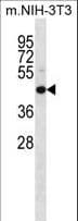 Polyclonal Rabbit anti-Mouse MAP2K4 / MKK4 Antibody (aa259-287, IHC, WB)