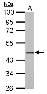 Polyclonal Rabbit anti-Human BZW2 Antibody (aa1-238, WB)