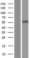 URAT1 / SLC22A12 Protein (Over-Expression Lysate Myc-DDK (Flag))