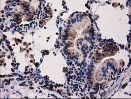 FAM127C Antibody (clone OTI1A6)