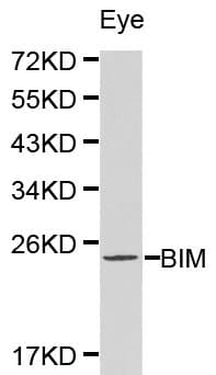 BCL2L11 / BIM Antibody