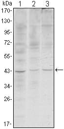 WIF1 Antibody (clone 1G5)