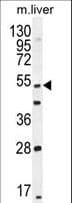 THEMIS / SPOT Antibody (aa559-588)