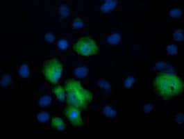 CCT8L2 Antibody (clone OTI1F5)