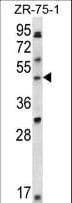 Polyclonal Rabbit anti-Human LDB1 / CLIM2 Antibody (aa351-379, WB)