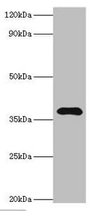 LRG1 / LRG Antibody (aa36-347)