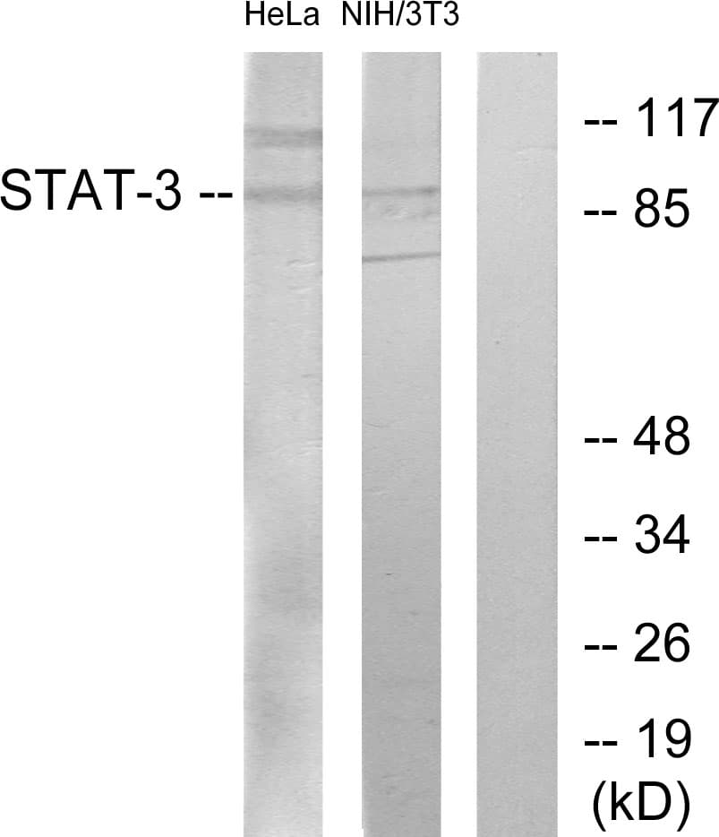STAT3 Antibody (aa672-721)