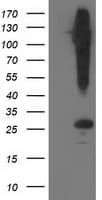 SNAP25 Antibody (clone OTI4G5)