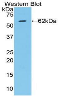 HIF1A / HIF1 Alpha Antibody (aa220-349)