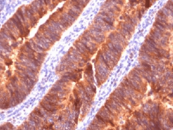EMA / MUC1 Antibody (clone MUC1/520, Azide-free, BSA-free)