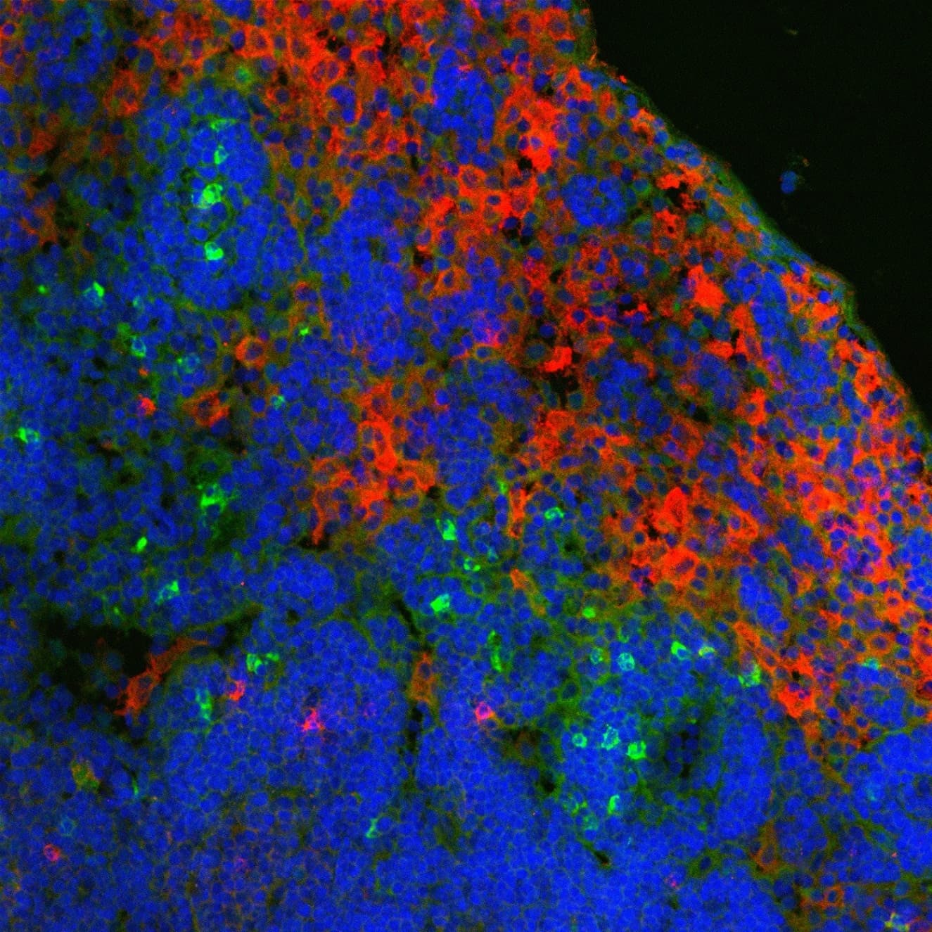 Ly-6B.2 Antibody (clone 7/4, FITC)