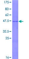 Human GPX7 Protein (Recombinant GST)