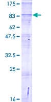 Human SLC8B1 / SLC24A6 / NCLX Protein (Recombinant GST)