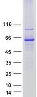Human GDAP2 Protein (Recombinant Myc-DDK (Flag))