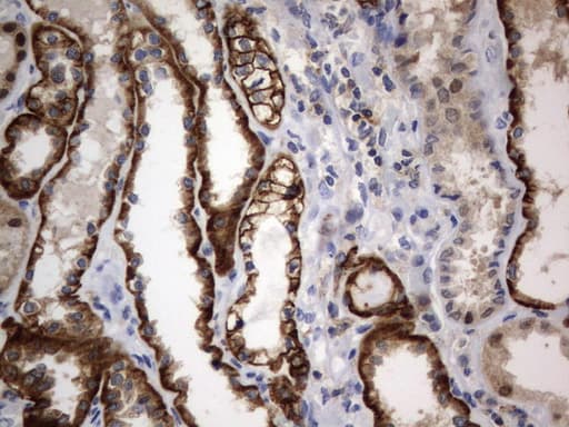 Monoclonal Mouse anti-Human CD44 Antibody (clone UMAB134, Carrier-free, IHC, IF, WB)