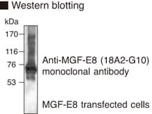 MFGE8 /Lactadherin Antibody (clone 18A2-G10)