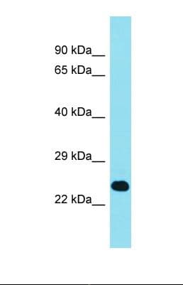 EFCAB1 Antibody (aa103-152)